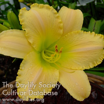 Daylily Cooling Fountain